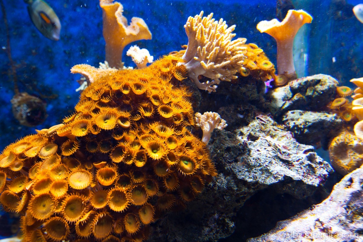 Corales tropicales