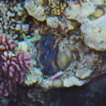 Foto Corales