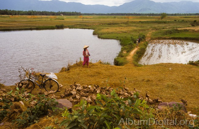 Cuidando patos en Vietnam