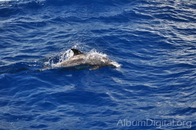 Delfin 