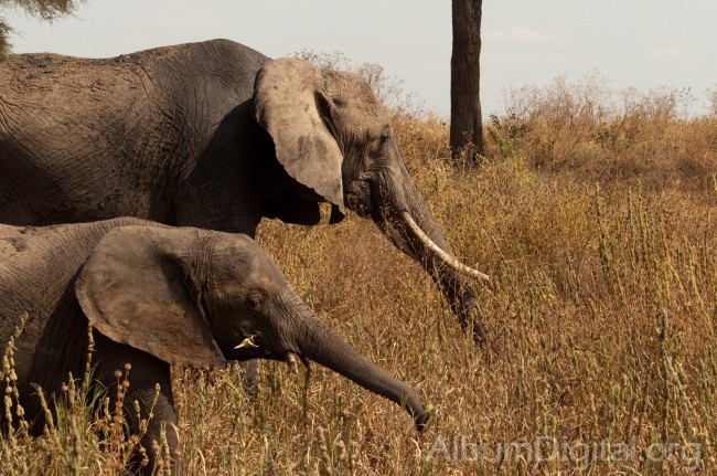 Elefanta y su cria