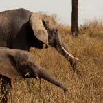 Foto Elefanta y su cria