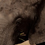 Foto Elefante comiendo
