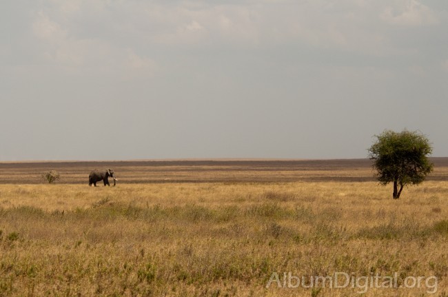 Elefante en la sabana