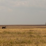 Foto Elefante en la sabana