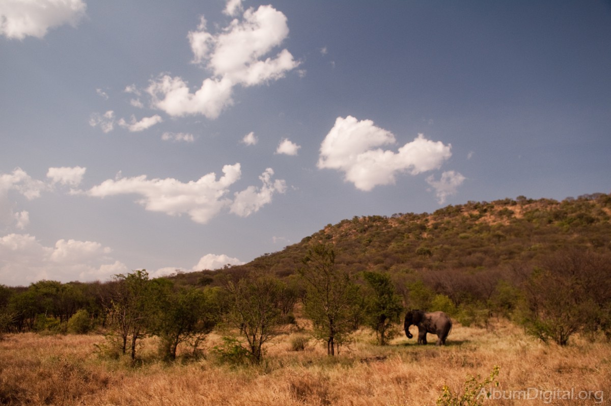 Elefante en Serengueti