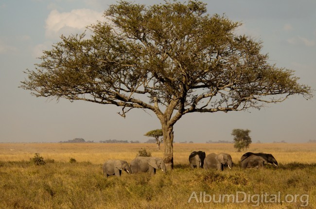Elefantes bajo la acacia