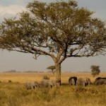 Foto Elefantes bajo la acacia