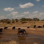 Foto Elefantes cruzando el rio