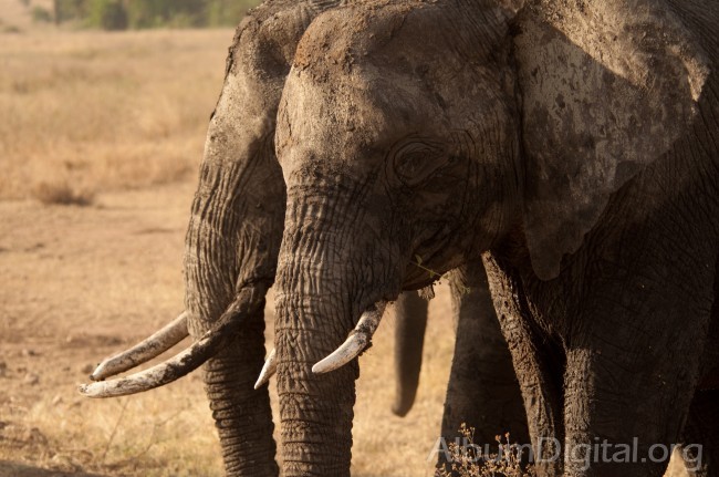 Elefantes del Serengueti