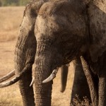 Foto Elefantes del Serengueti