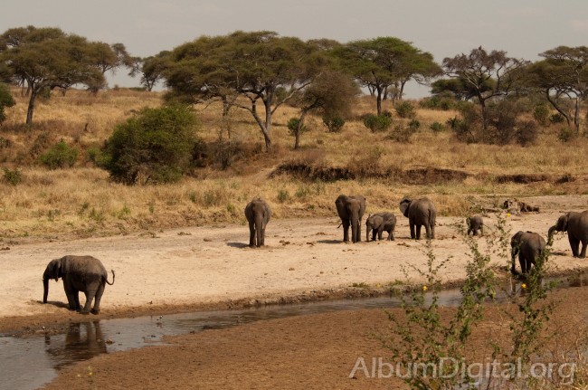 Elefantes en el rio Taranguire