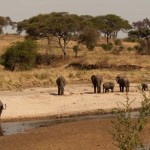 Foto Elefantes en el rio Taranguire