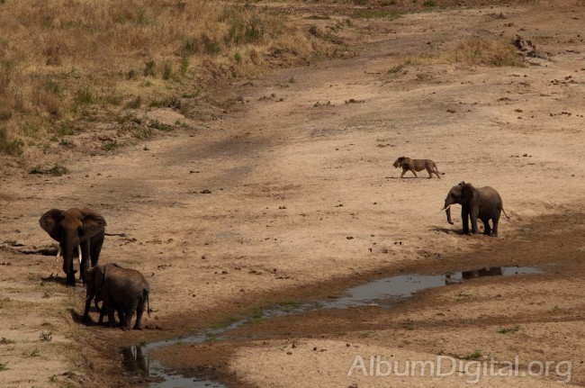 Elefantes y leon en el rio Taranguire
