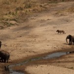 Foto Elefantes y leon en el rio Taranguire