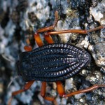 Foto Escarabajo