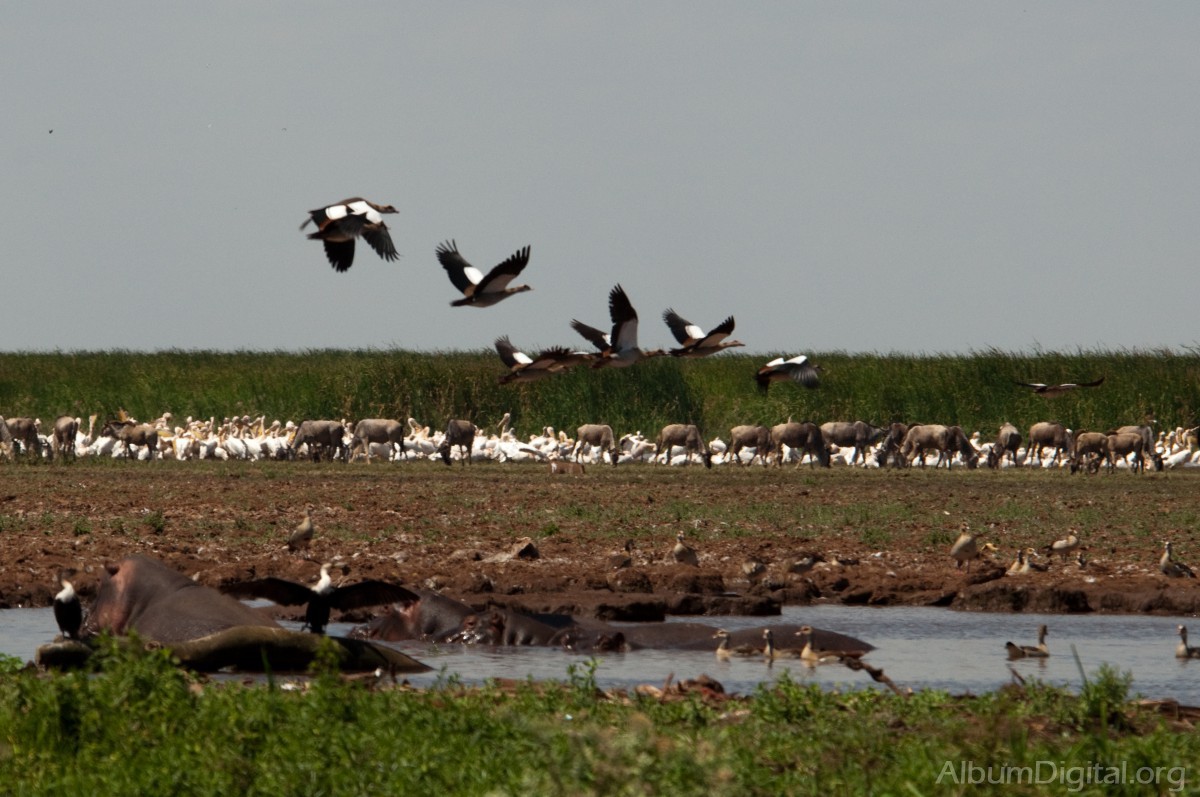 Fauna en lago Manyara