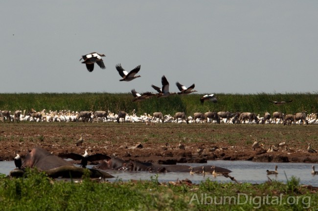 Fauna en lago Manyara