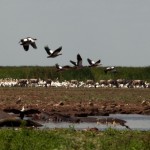 Foto Fauna en lago Manyara