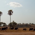 Foto Fila de elefantes