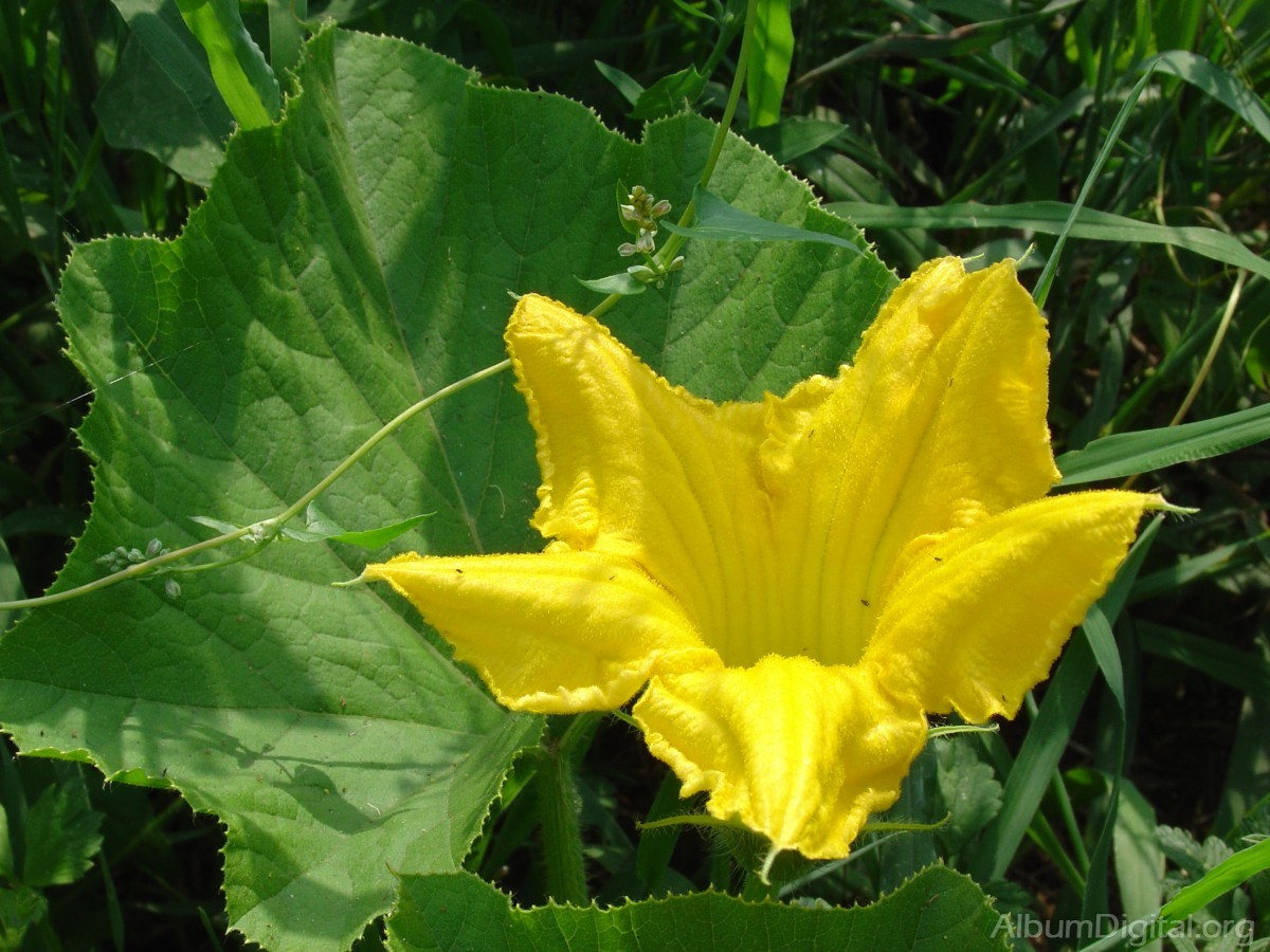 Flor amarilla pequea