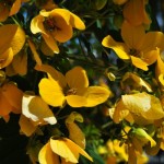 Foto Flor amarilla