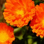 Foto Flor naranja