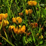 Foto Flores amarillas