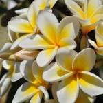 Foto Flores blancas