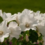 Foto Flores blancas