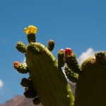 Foto Flores de cactus