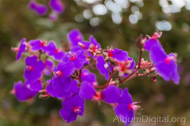 Flores de color violeta