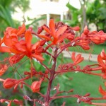Foto Flores rojas