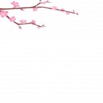 Foto Fondo primavera álbum classic rama de flores rosas