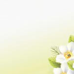 Foto Fondo primavera lbum classic rama  flores blancas y gotas