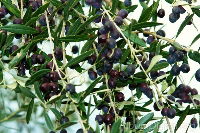 Fruto del olivo