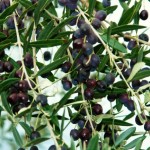 Foto Fruto del olivo
