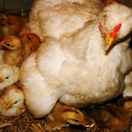 Foto Gallina con sus pollos