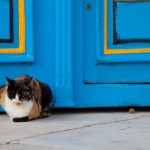 Foto Gato en la puerta de casa