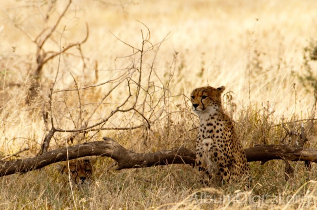 Gepardo a la sombra