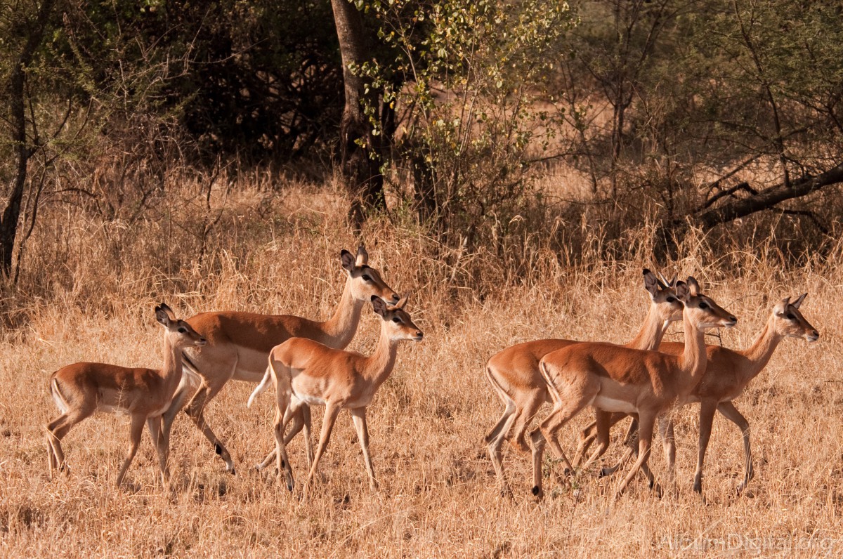 Grupo de antilopes