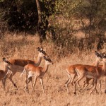 Foto Grupo de antilopes