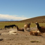 Foto Grupo de Llamas