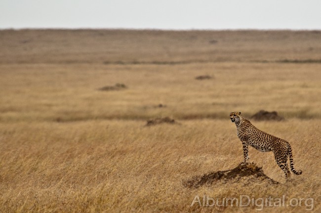 Guepardo en Serengueti