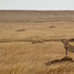 Foto Guepardo en Serengueti