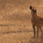 Foto Hiena en Ngorongoro
