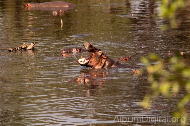 Hipopotamos en el rio