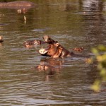 Foto Hipopotamos en el rio