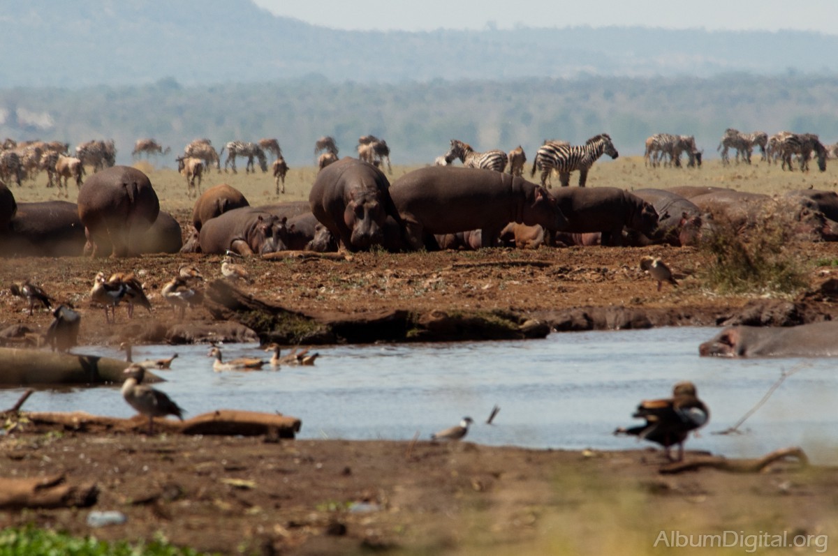 Hipopotamos en lago Manyara