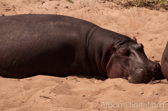 Hipopotamos en Serengueti